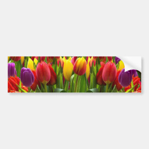 Bright Tulips Bumper Sticker