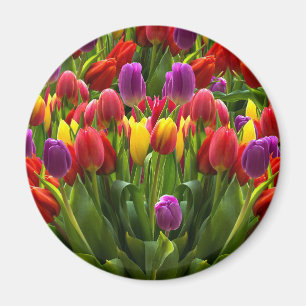 Bright Tulips Magnet