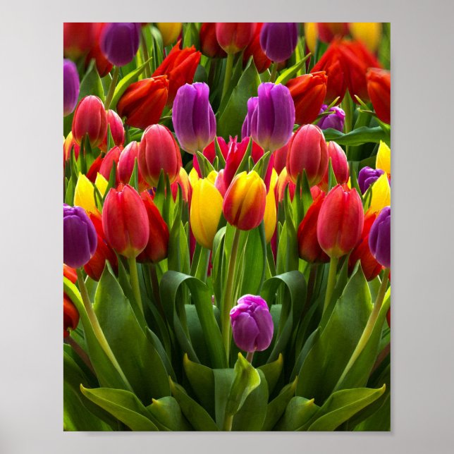 Bright Tulips Poster (Front)