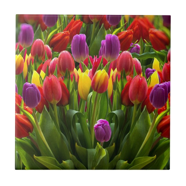 Bright Tulips Tile (Front)