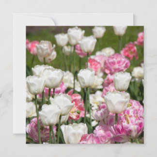 Bright white and pink tulips on a sunny day
