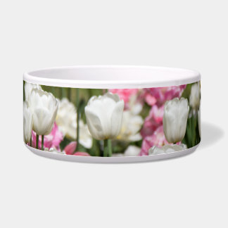 Bright white and pink tulips on a sunny  day