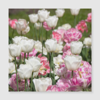 Bright white and pink tulips on a sunny day