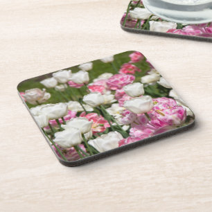 Bright white and pink tulips on a sunny day coaster