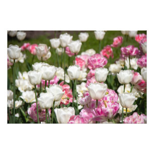 Bright white and pink tulips on a sunny day  photo print
