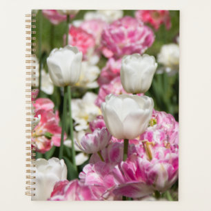 Bright white and pink tulips on a sunny day  planner