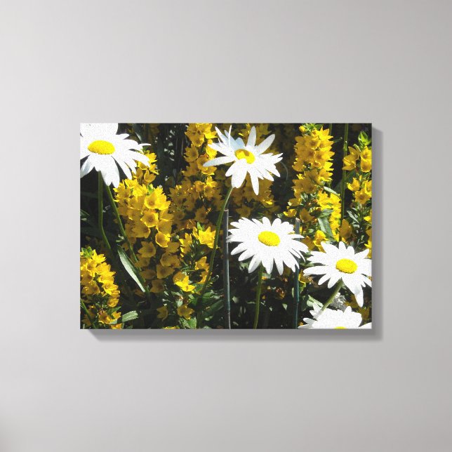 Bright White Daisies Canvas Print (Front)