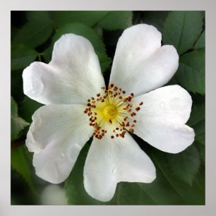 bright white flower poster