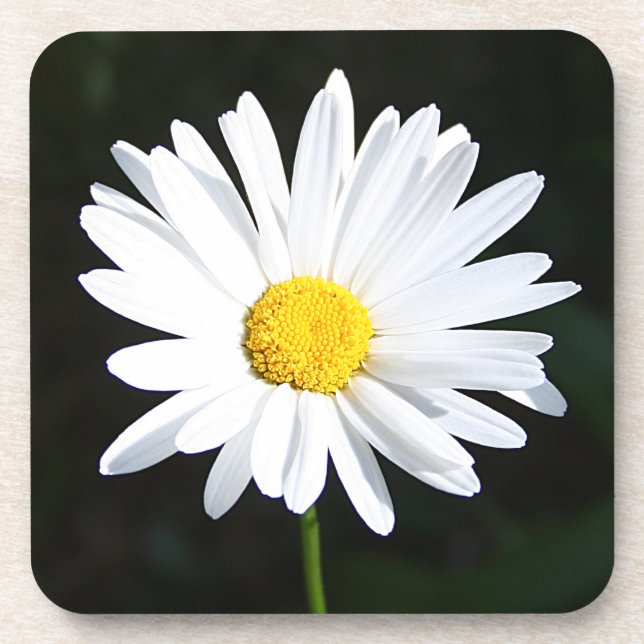 Bright White Shasta Daisy Coaster Set (6) (Front)