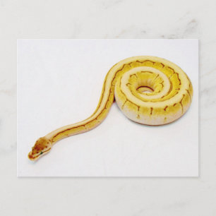 Bright Yellow Ball Python Postcard