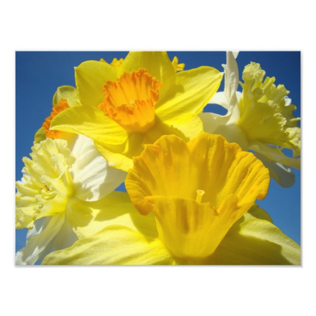 Bright Yellow Daffodil Flowers Photography prints (Front)