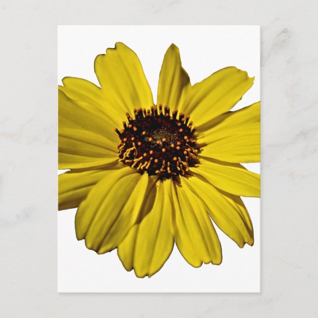 Bright Yellow Flower, Daisy Postcard (Front)