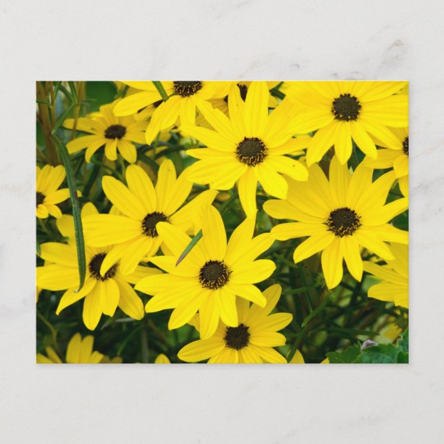 Bright Yellow Flowers Postcard (Front)