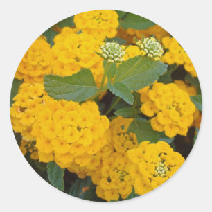 Bright Yellow Lantana Flower Blooms Cheerful Classic Round Sticker