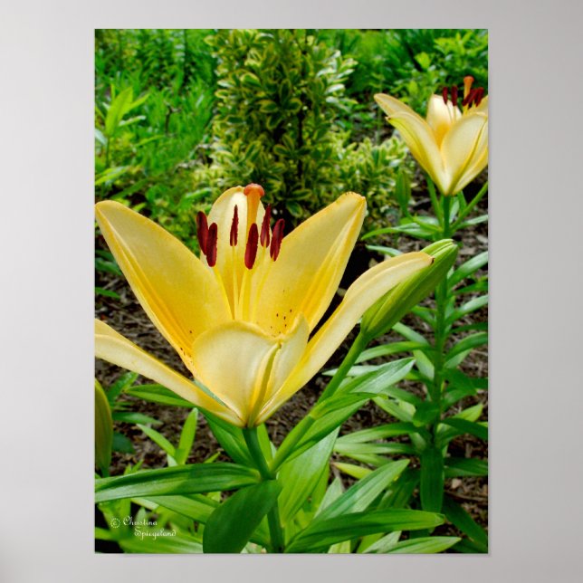 Bright Yellow Lilies Poster (Front)