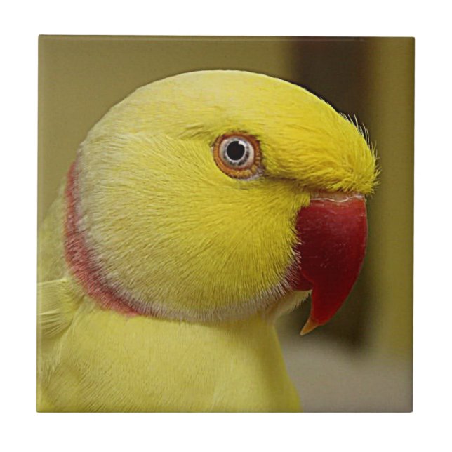 Bright Yellow Lutino Indian Ringneck Parrot Tile (Front)