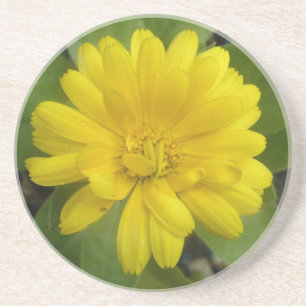 Bright Yellow Marigold Coasters