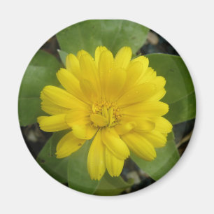 Bright Yellow Marigold Magnet