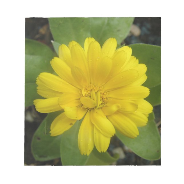 Bright Yellow Marigold Notepad (Front)