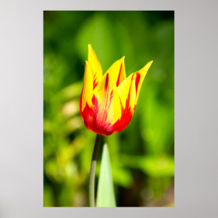 Bright yellow-red tulip Photo Poster