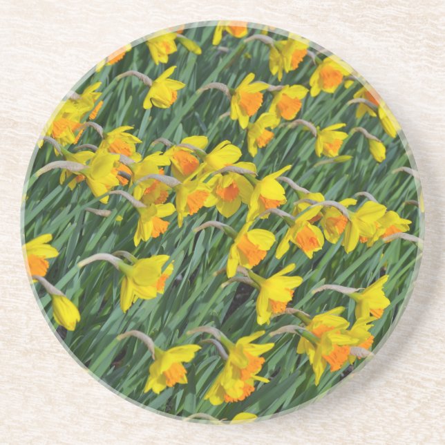 Bright yellow spring daffodils garden coaster (Front)