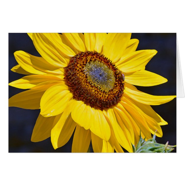 Bright yellow sunflower (Front Horizontal)
