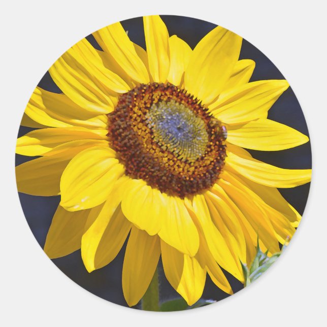 Bright yellow sunflower classic round sticker (Front)