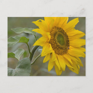 Bright yellow sunflower close-up photo CC0019 Postcard
