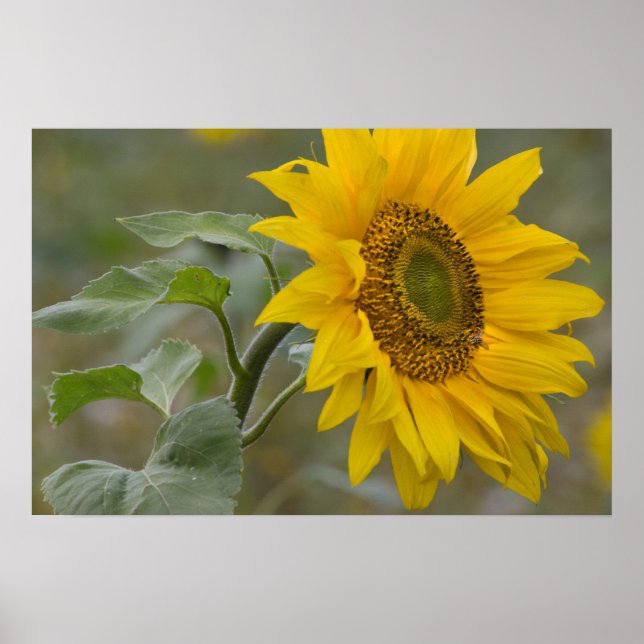 Bright yellow sunflower close-up photo CC0034 Poster (Front)