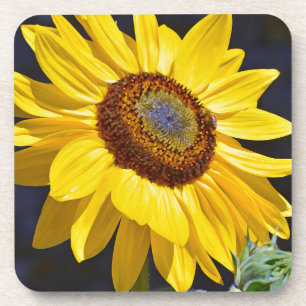 Bright yellow sunflower coaster