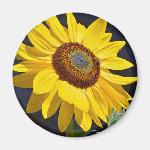 Bright yellow sunflower magnet