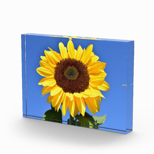 Bright yellow sunflower photo block (Right)