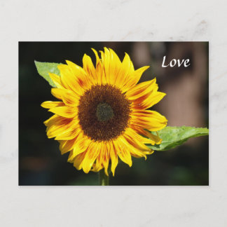 Bright Yellow Sunflower Postcard