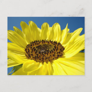 Bright Yellow Sunflower postcards Blue Sky