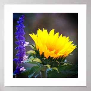 Bright Yellow Sunflower Purple Russian Sage Photo Poster