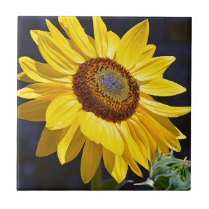 Bright yellow sunflower tile