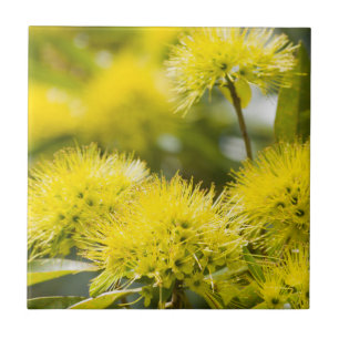 Bright Yellow Wattle Tree Tile