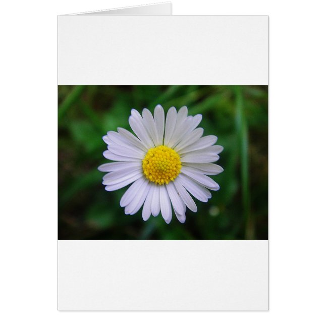 Bright yellow-white daisy (Front)