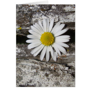 Brighten Your Day, Daisy and Old Wood