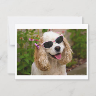 Brighten Your Day Postcard - Cocker Spaniel