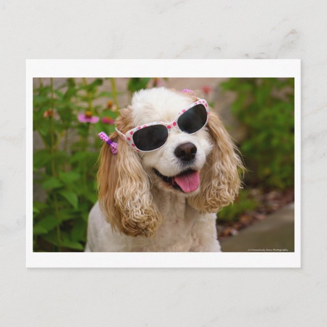 Brighten Your Day Postcard - Cocker Spaniel  (Front)
