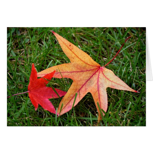 Brightly Colourful Maple Leaf (Front Horizontal)