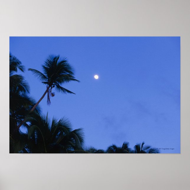 Brightly lit moon, silhouette of coconut trees poster (Front)