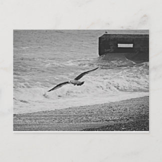 Brighton Postcard