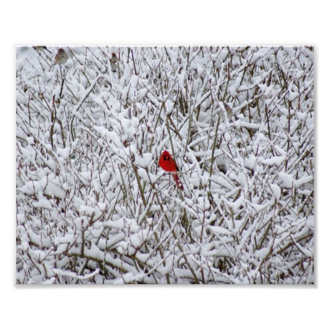Brillant Cardinal ! 10x8 Photographic Print (Front)