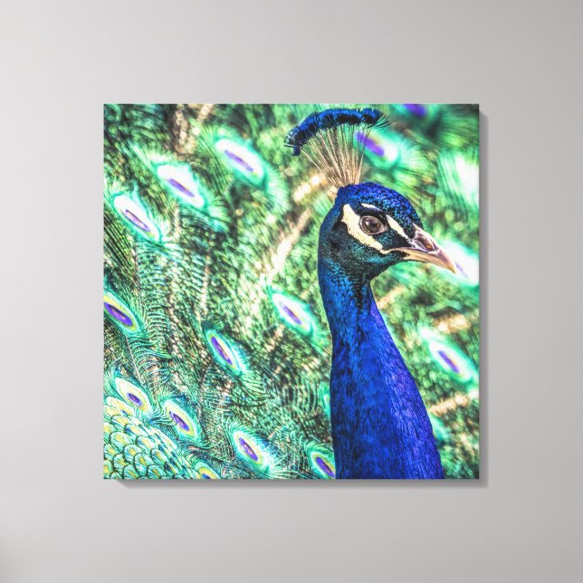 Brilliance in Blue &Green Peacock Canvas Print (Front)