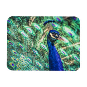 Brilliance in Blue &Green Peacock Magnet