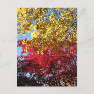 Brilliant Autumn Trees Postcard