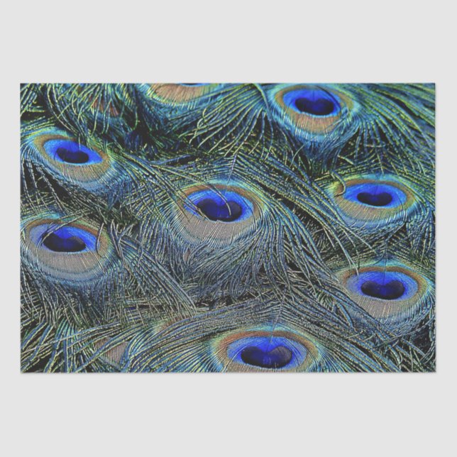 Brilliant Colours Peacock Feathers Blue Gold Tissue Paper (Front)