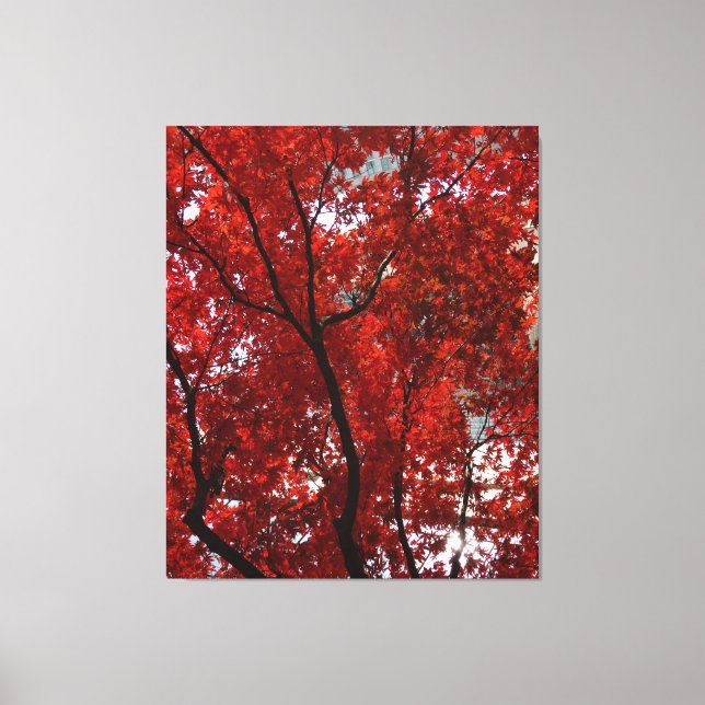 Brilliant Fall Foliage Shining Gloriously on a Canvas Print (Front)